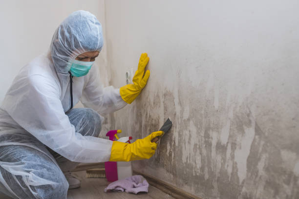Best Commercial Mold Removal  in Alta Sierra, CA