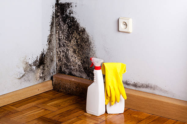Professional Mold Removal in Alta Sierra, CA