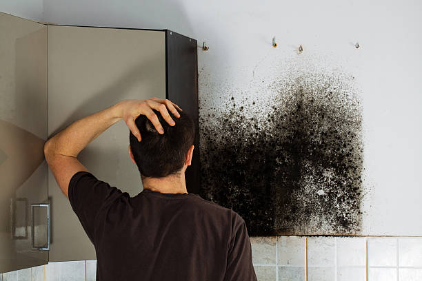 Best Toxic Mold Removal  in Alta Sierra, CA