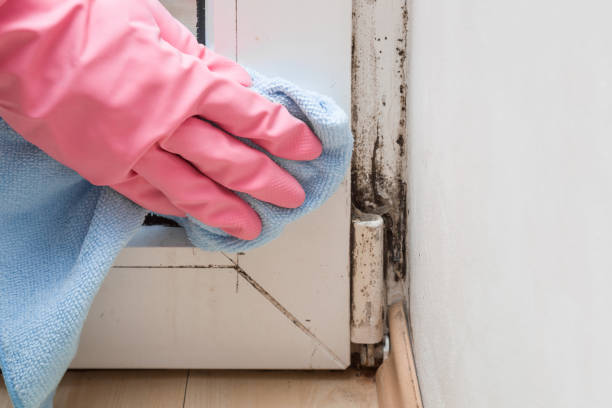 Crawl Space Mold Removal in Alta Sierra, CA